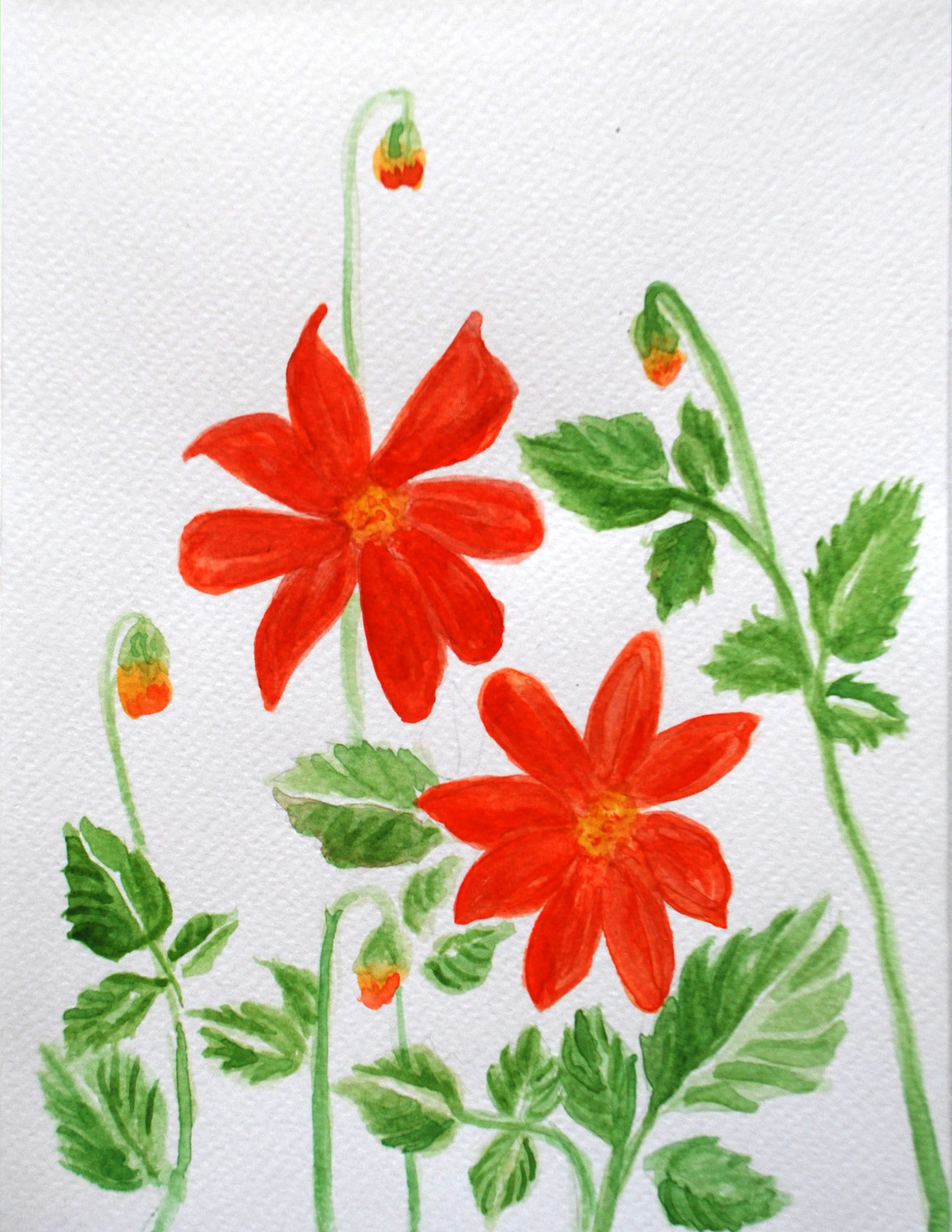 15. Dalia Coccinea
