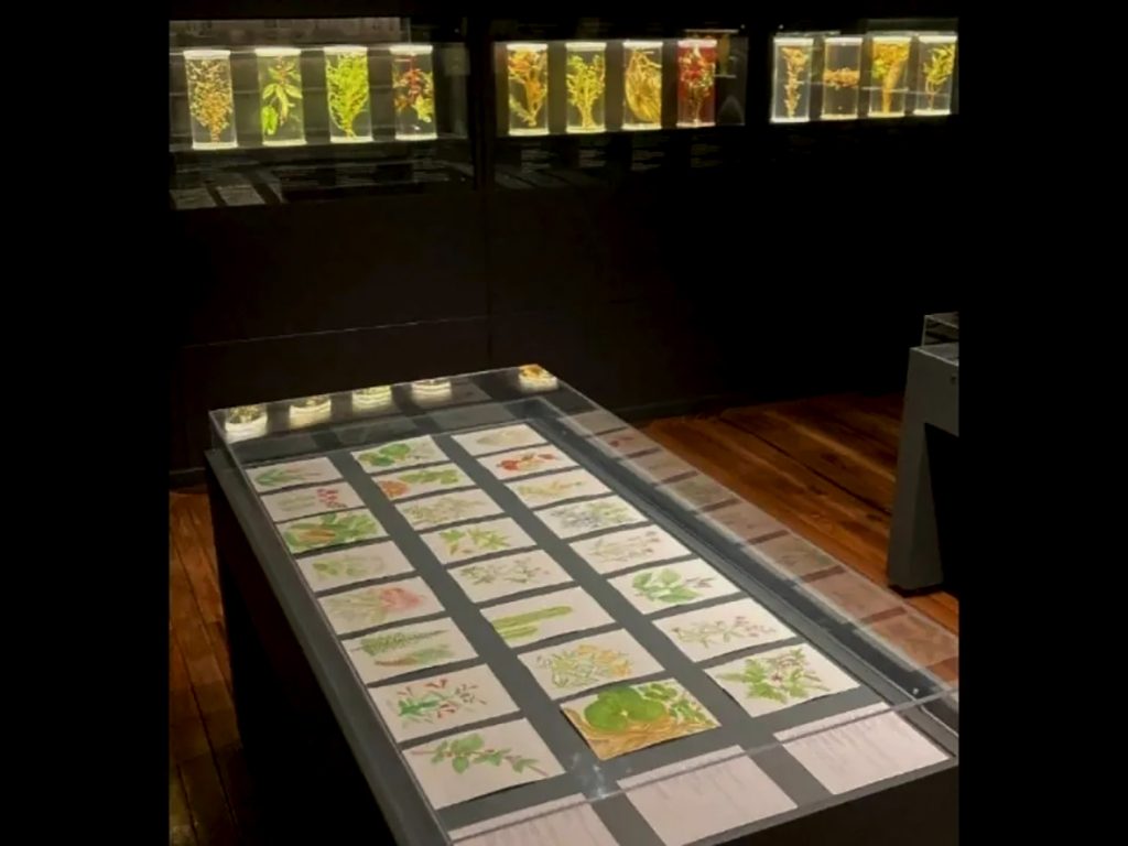 Sala de herbolaría