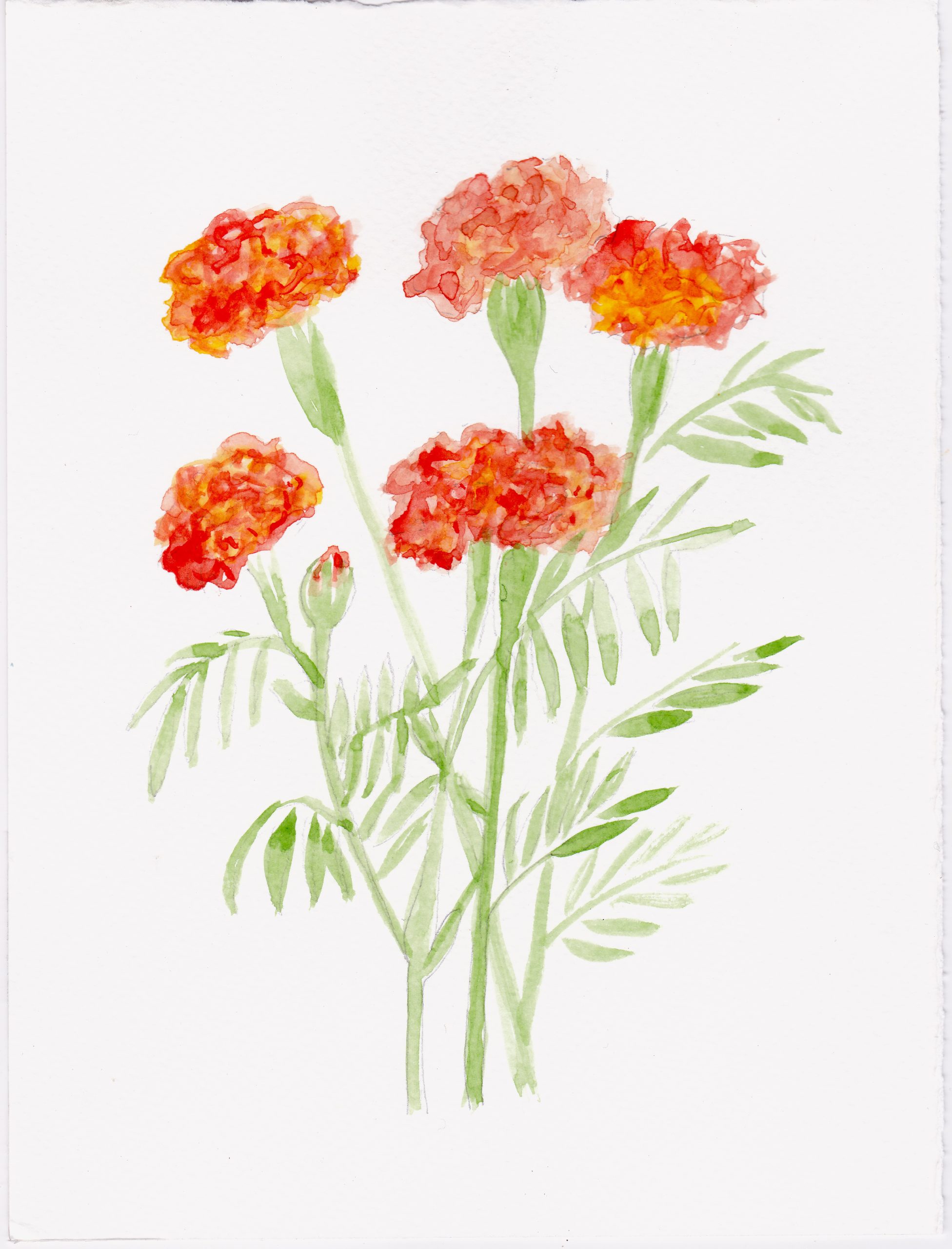 22. Chiyahua xihuitl, Hierba grasienta